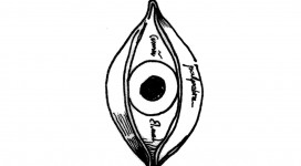 adedanha 2